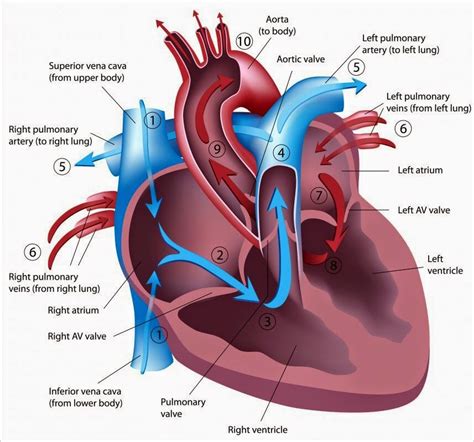 101 Proofs For God: #79 The Heart