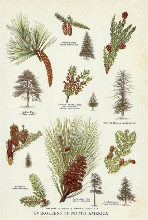 virginia pine tree identification - Juliann Landis