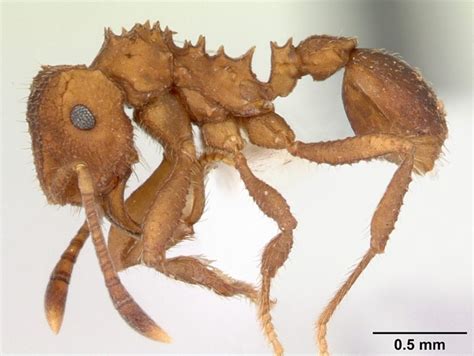 Evolution of new ant species in a single ant colony via sympatric ...