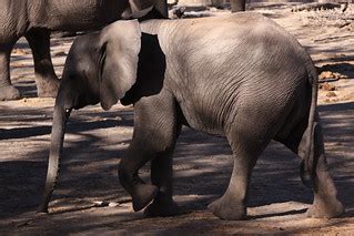 African Elephant, Loxodonta africana at waterhole in Mapun… | Flickr