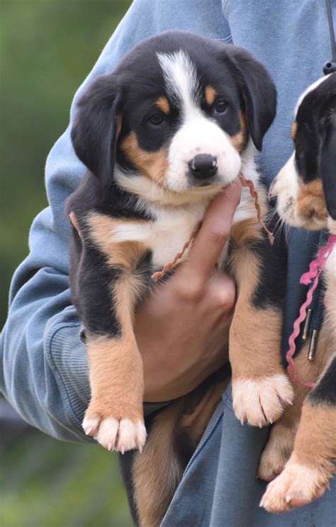 Greater Swiss Mountain & Entlebucher Puppies For Sale in Oklahoma ...