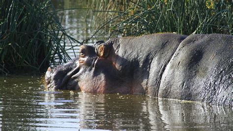 Free stock photo of hippo close up, hippo on land, hippopotamus