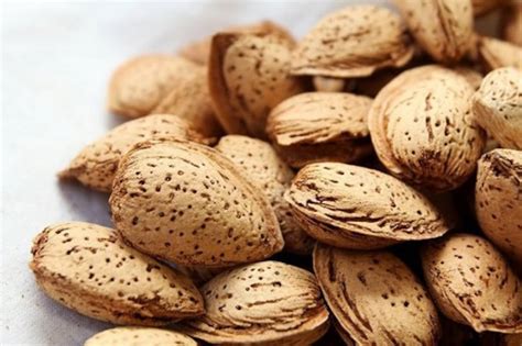 The aromatic bitter almond 5 fresh seeds. Prunus dulcis var. | Etsy