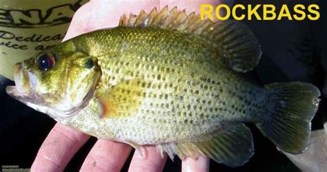 The identification of panfish