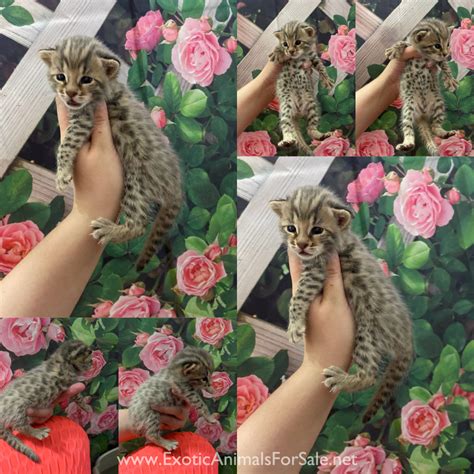 50% asian leopard cat for Sale