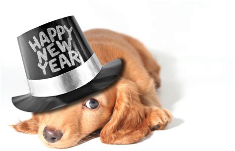 10 Tips To Keep Your Pet Calm on New Year’s Eve - North Orange Animal Hospital