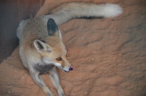 Sand Fox | We were lucky to catch this sand fox sitting so c… | Flickr