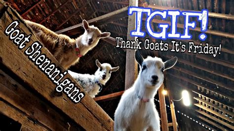 TGIF! Thank Goats It's Friday! Bouncing Goats Go Wild! - YouTube