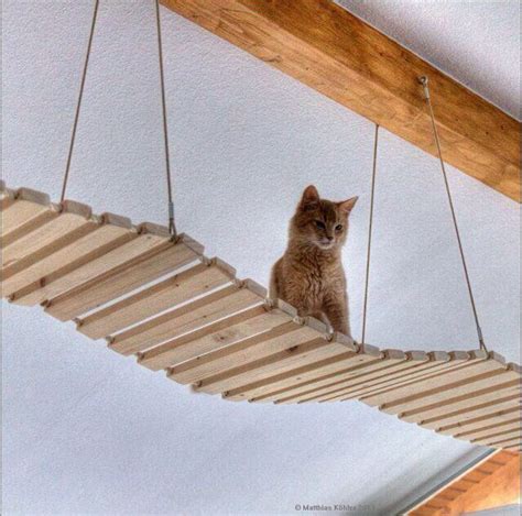 Indoor kitty suspension bridge | Cat house diy, Cat diy, Cat playground