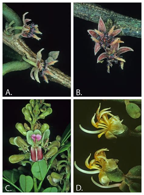 Documenting Plant Diversity: Using a Flora to Describe Flora - Science ...