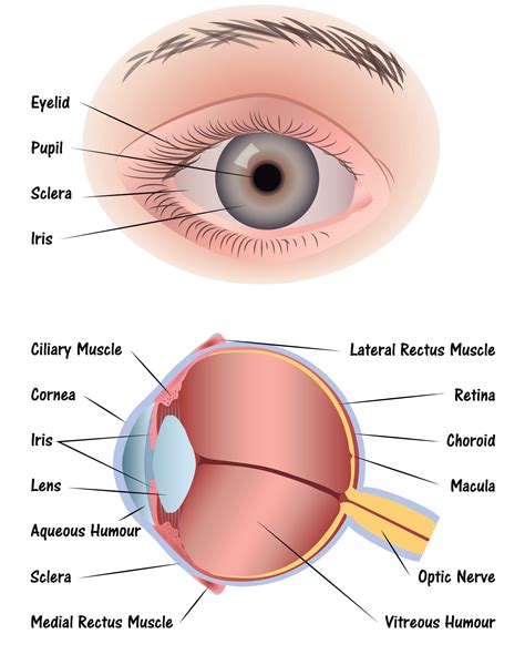 eye diagram - Discovery Eye Foundation