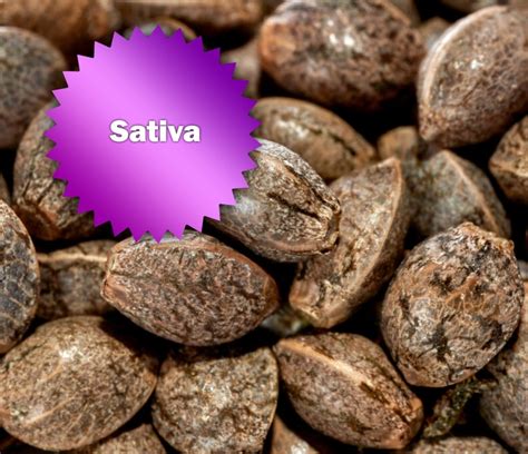 Best Cannabis Sativa Seeds for Sale Online | Best Bud Seeds