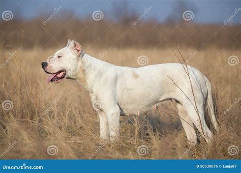 Female Dogo Argentino Stock Photo | CartoonDealer.com #50401158