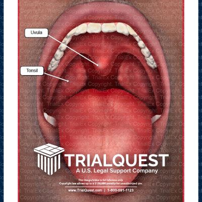 Drab Throat Anatomy Free Photos - Www