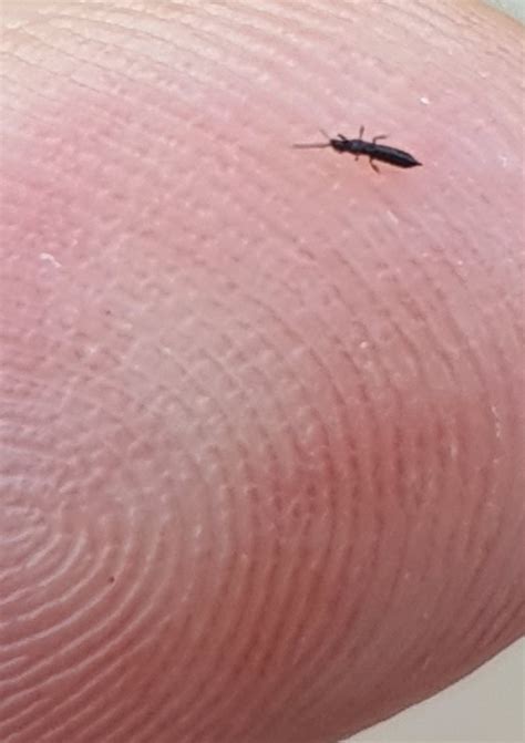 Identifying Tiny Flying Black Insects Thriftyfun - vrogue.co