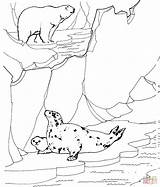 Free Printable Arctic Animals Coloring Pages  Home sketch template