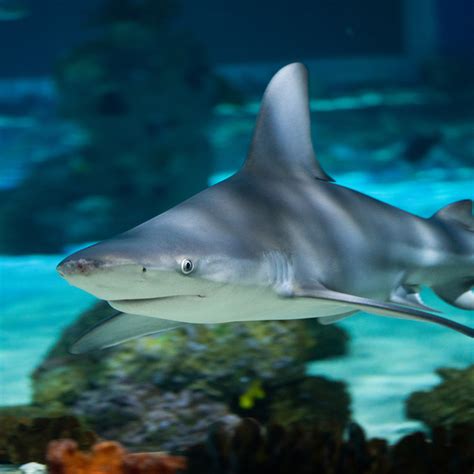 Sandbar shark - The Living Planet Aquarium