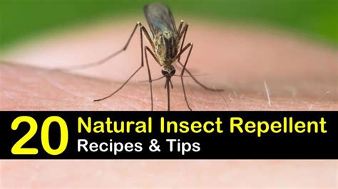 20 Simple Organic Insect Repellents