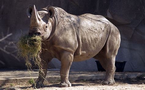 White Rhinoceros Wallpapers - Wallpaper Cave