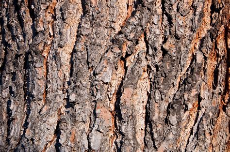 Pine Bark Free Photo Download | FreeImages