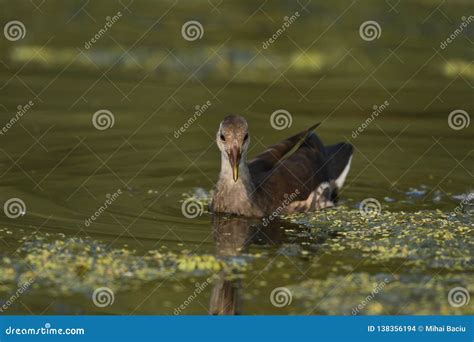 Common Moorhen Galinulla Chloropus Stock Photo - Image of danube, acanthis: 138356194