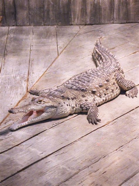 Orinoco Crocodile | Charles Barilleaux | Flickr