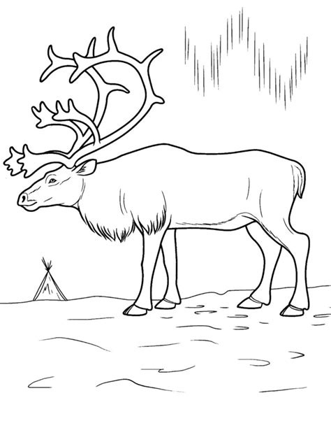 Tundra Animals Coloring Pages at GetColorings.com | Free printable colorings pages to print and ...