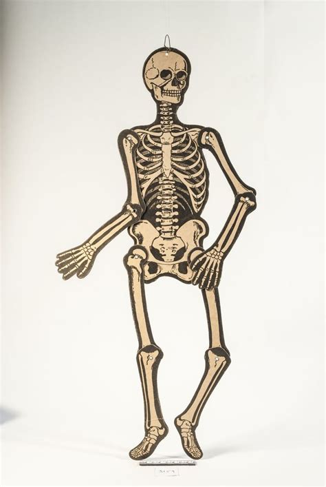 3159 - Cardboard Skeleton with movable legs and arms: Halloween skeleton wall decoration ...