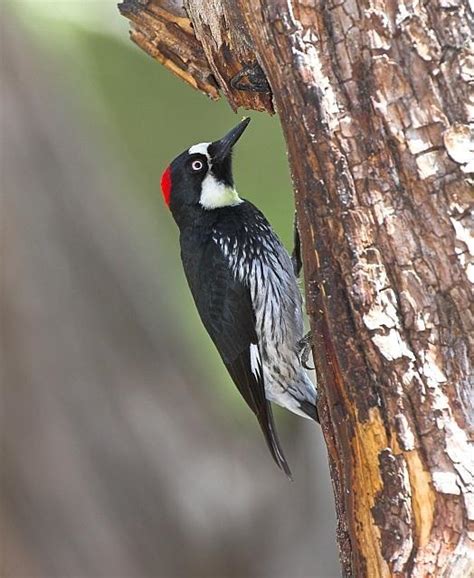 Acorn Woodpecker Wallpapers HD Download