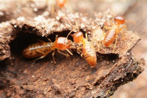 What are Black Termites? | Localsearch