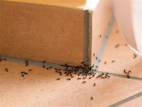 The secret to getting rid of ants permanently isn’t harsh chemicals – it’s bait and traps | The ...