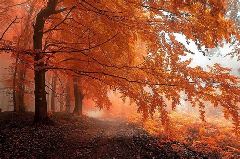 Download hd wallpapers of 196075-fall, Mist, Path, Forest, Leaves ...