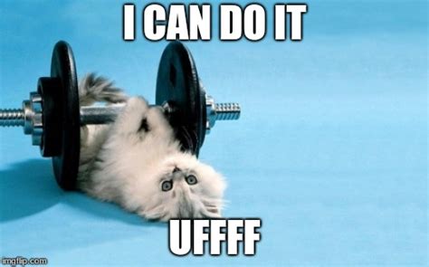 cat fitness Memes - Imgflip