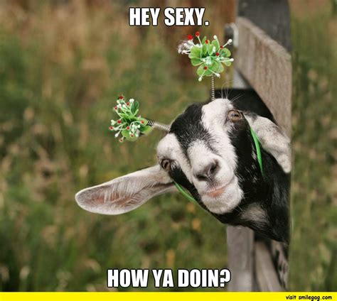 10 Goat Memes to cheer you up