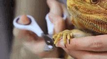 How To Clip Bearded Dragons Nails Pet Care GIF - How To Clip Bearded Dragons Nails Pet Care ...