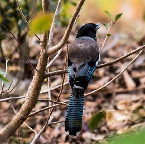 Black-headed jay images | Birds of India | Bird World