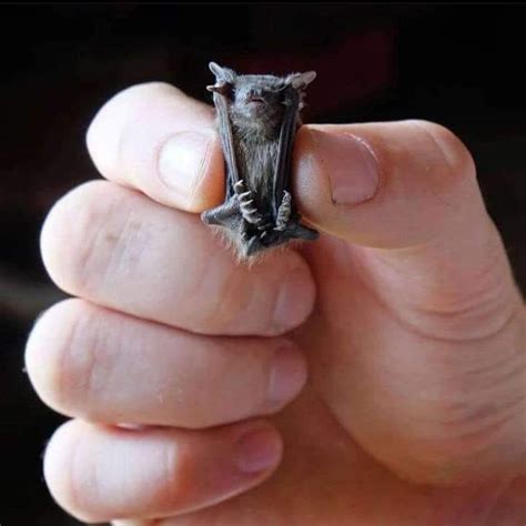 Bumblebee Bat - The World's Smallest Mammal