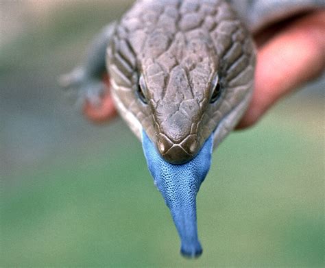 Blue-tongued skink | San Diego Zoo Wildlife Explorers