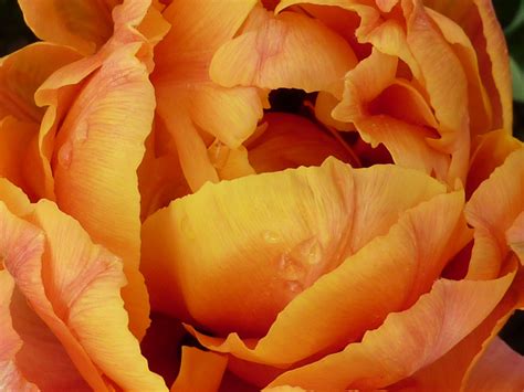 Free Images : flower, petal, tulip, orange, yellow, flora, close up ...