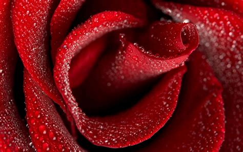 Red Rose HD Wallpapers