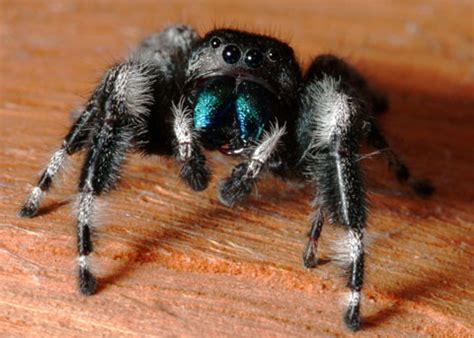 Bold Jumper. Phidippus audax