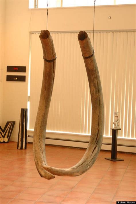 Woolly Mammoth Tusks Listed For Sale In Bitcoin, Dollars | HuffPost ...