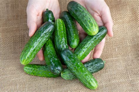 8 Best Parthenocarpic Cucumber Varieties to Grow in 2021 – Bountiful ...