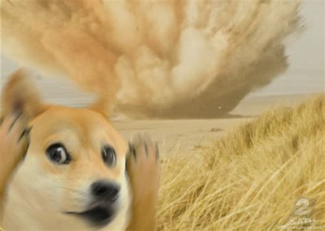 The Exploding Whale Incident 🐳 | Doge Much Wow