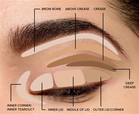 Where to apply eyeshadow eye makeup diagram – Artofit