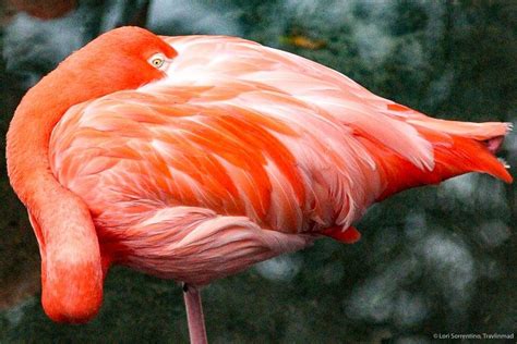 Homosassa Springs Wildlife State Park: The Wild Side of Florida’s ...