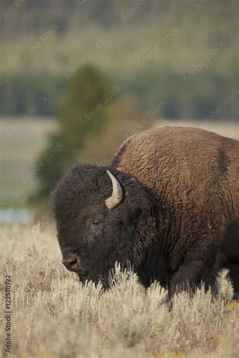 Plains Bison, Bison bison bison, Yellowstone NP, Montana, USA Stock Photo | Adobe Stock