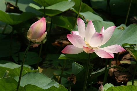 Laurence and Henry's Big Adventure: Lotus Flowers in Vietnam