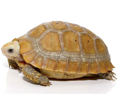 Elongated Tortoise For Sale - Upriva Reptiles