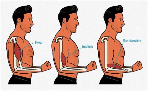 Forearm Training: How to Build Bigger Forearms